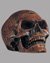 Small image #1 for Omega Skull in aged bone-resin